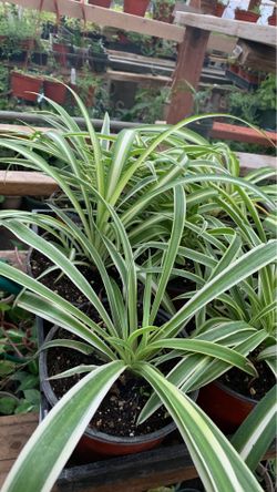 Spider plant 4 in pot