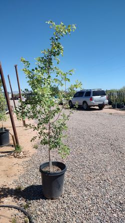 Sissoo Tree
