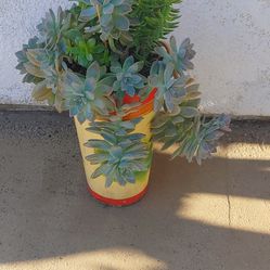 Succulents Plants $17