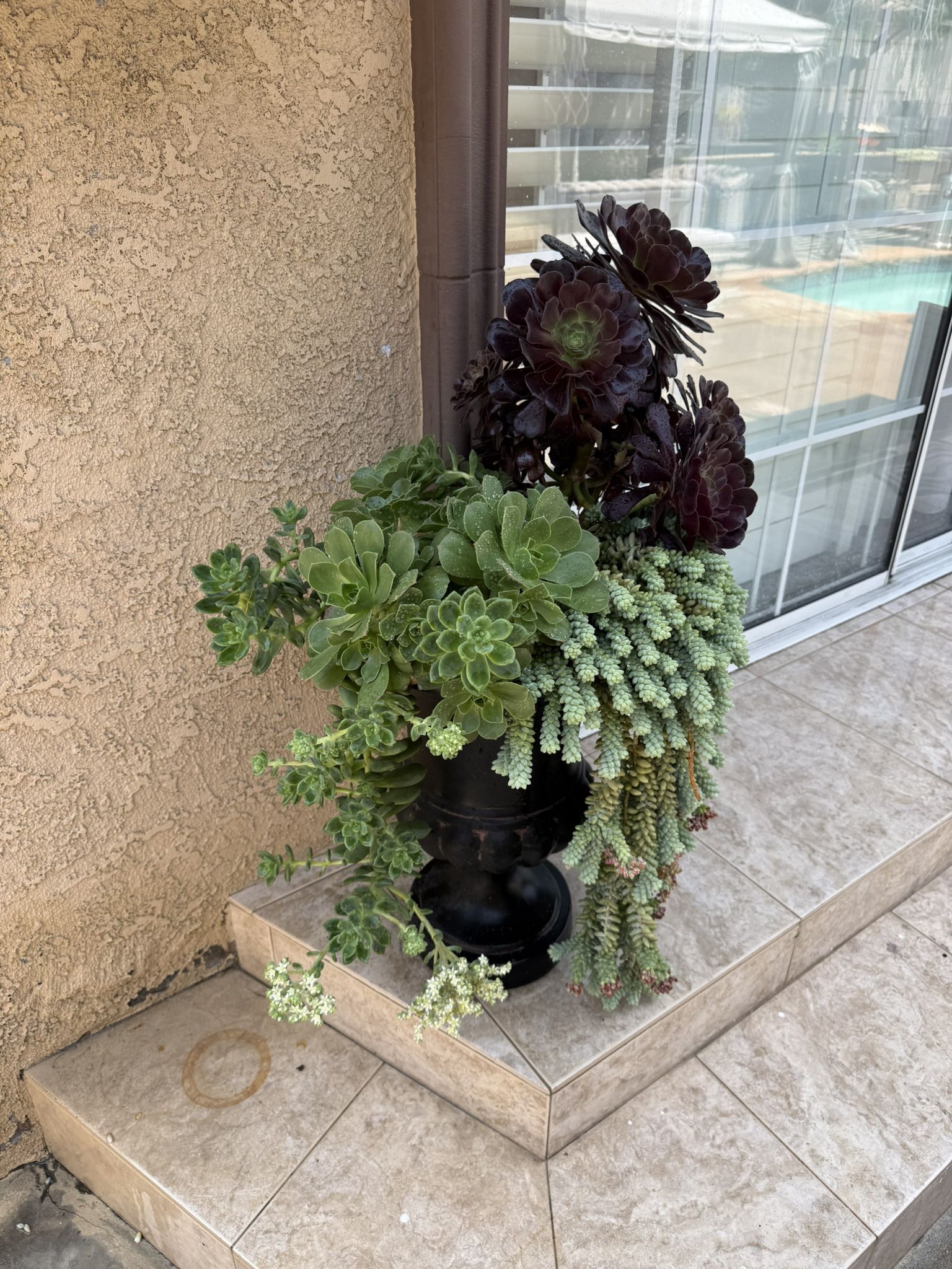 succulent plants