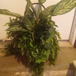 Artificial Plant In Basket 