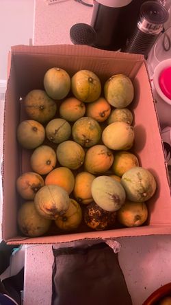 Carrie Mangoes