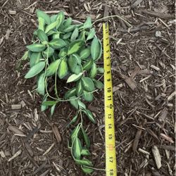 Specialty****6” pot big/full/lush variegated Hoya DS-70 zip95820