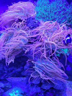 Rainbow Bubble Tip Anemone Fake Decor