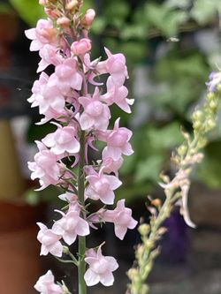 Pink Toadflax perennial plant attract pollinators .