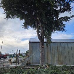 Tree Work Licensed Bonded And Insured 
