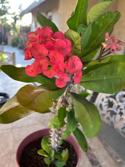 Planta Corona de cristo