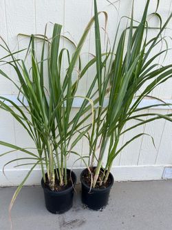 Sugar cane plant in 5gl. $17 each