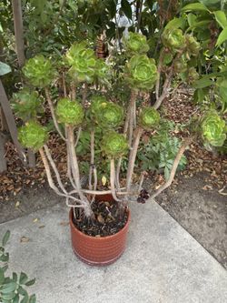 Various Plants and Pots