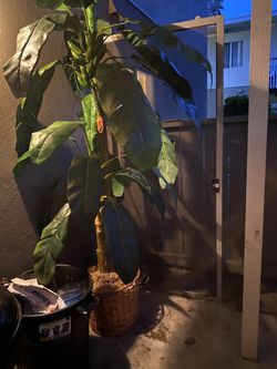 planta