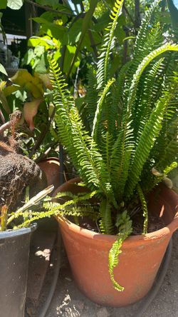 27 Inches Tall Fern Plant In A Clay Pot