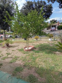 Naranjo 50. Mide como 10 pies