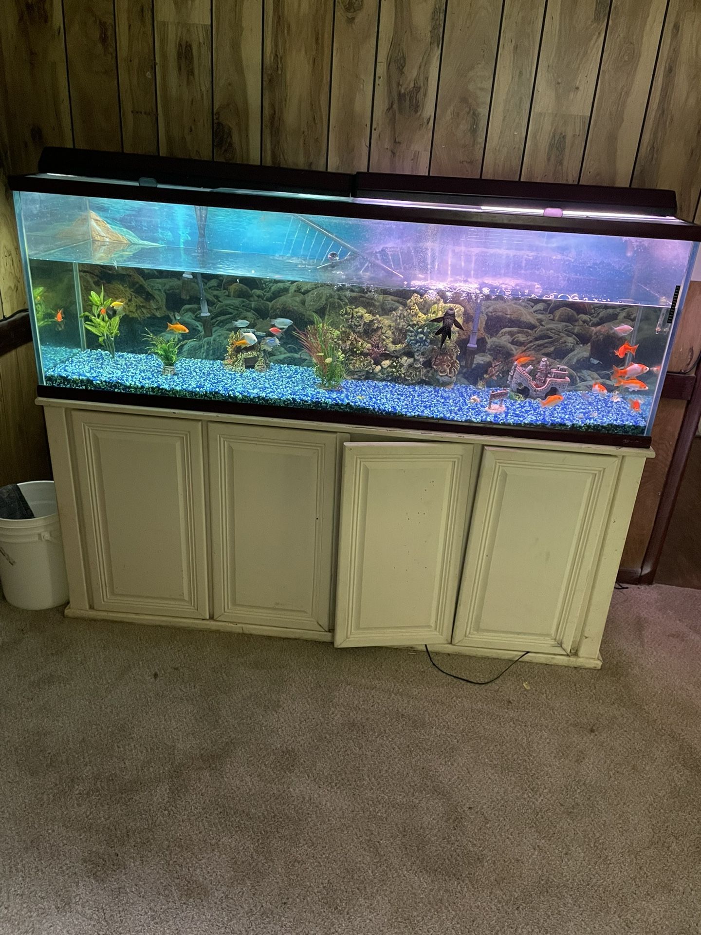 Fish Tank For Sale
