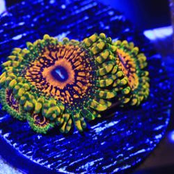 Zoa -Gmk