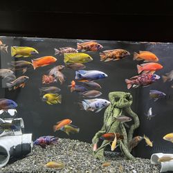 Aquarium Fish Tank Rocks