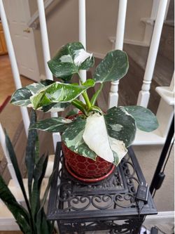 Live Philodendron White Wizard Plant with Ceramic Pot (Please read full description)