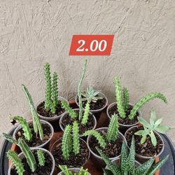 Assorted Plants. 2.00 