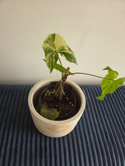 syngonium albo variegated