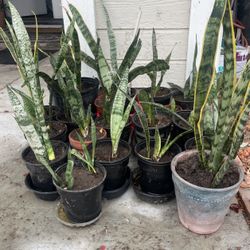 Snak Plants Fiți To You Oxigen Aloe Vera, Purple Office Tree , Yuca Big $30 M 29 S 10 