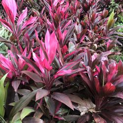 Plants