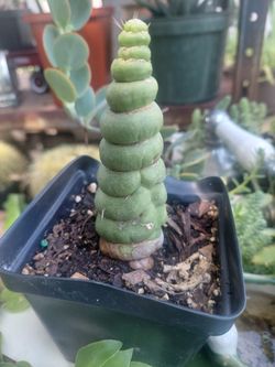 Unicorn Cactus