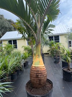 Bottle Palm ( free delivery)