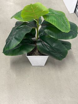 Artificial Rubber Tree Plant in White Pot