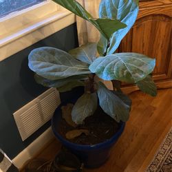 Fiddle Leaf