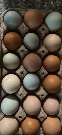 Fresh Eggs