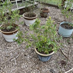 Potted Blueberry Plants 
