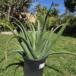 Aloe Vera Plant Medesinal