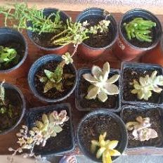 Life Succulents 12 Pcs  Plant Collection -Mini- Small Pot