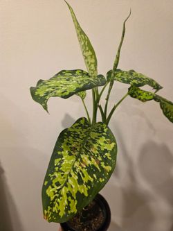 Plant
