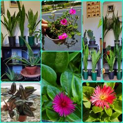 Plants. Cactus.  Succulents.  Indoors Plants.  Outdoor Plants 