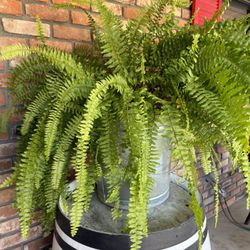 Large Ferns