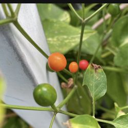 Plantas De Chiles Chilpitin
