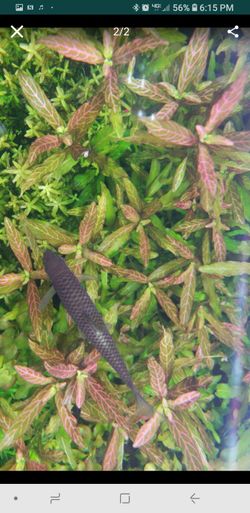 LIVE AQUARIUM PLANTS