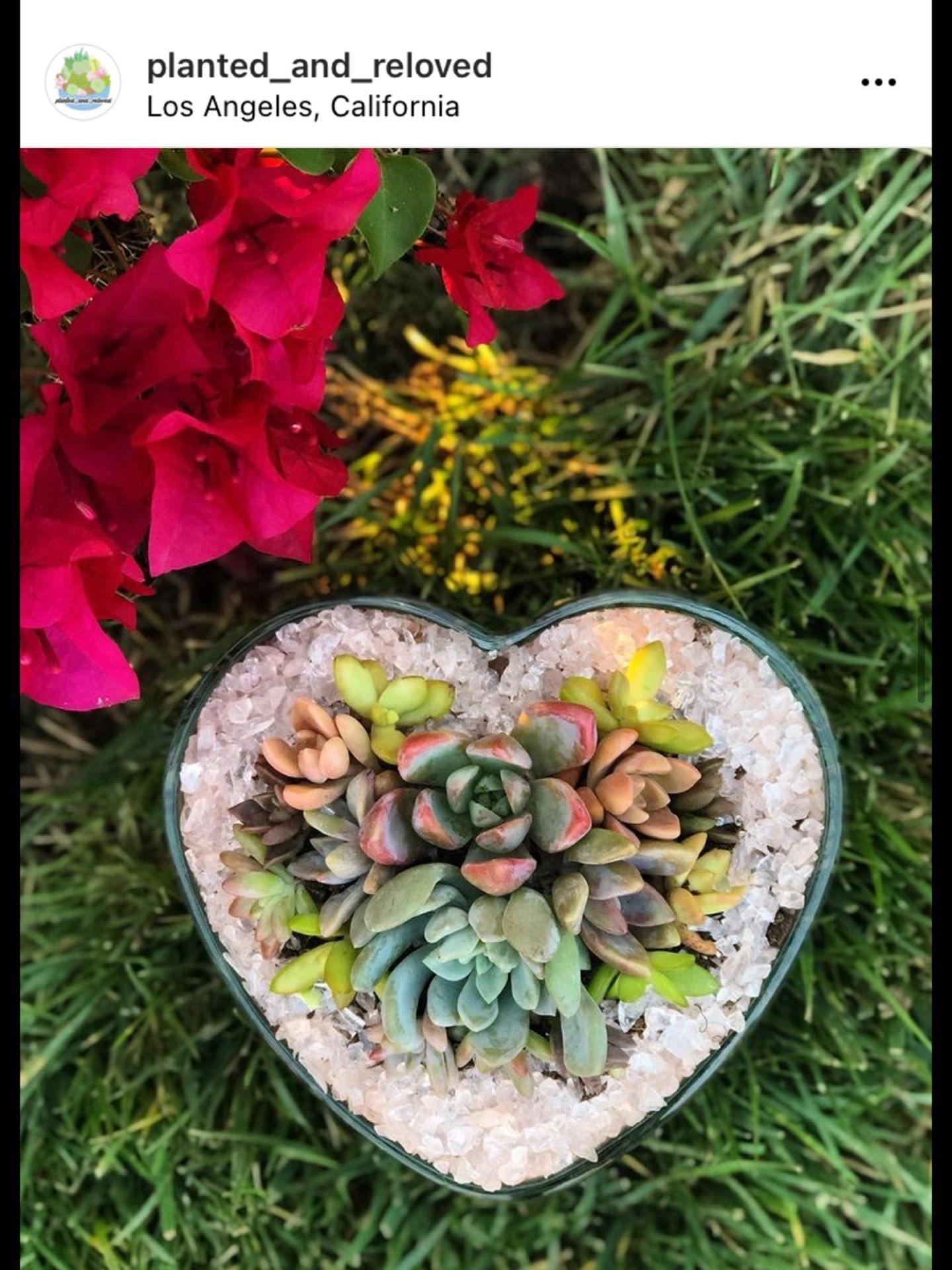 Valentines Succulent Arrangement