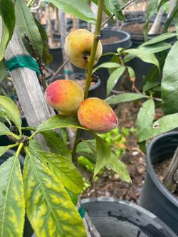 5 Gallon Size- Avocado Trees- Fig Trees- Cherry Trees- Peach Trees- Pear Trees- Guava Trees- Plum Trees- Nectarine Trees- Loquat Trees- Apple Trees