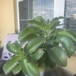 Large Mother Of Thousands Plant