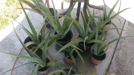 Succulents & Plant Sale