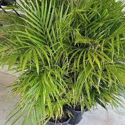 Arecas About 3 Feet Tall 