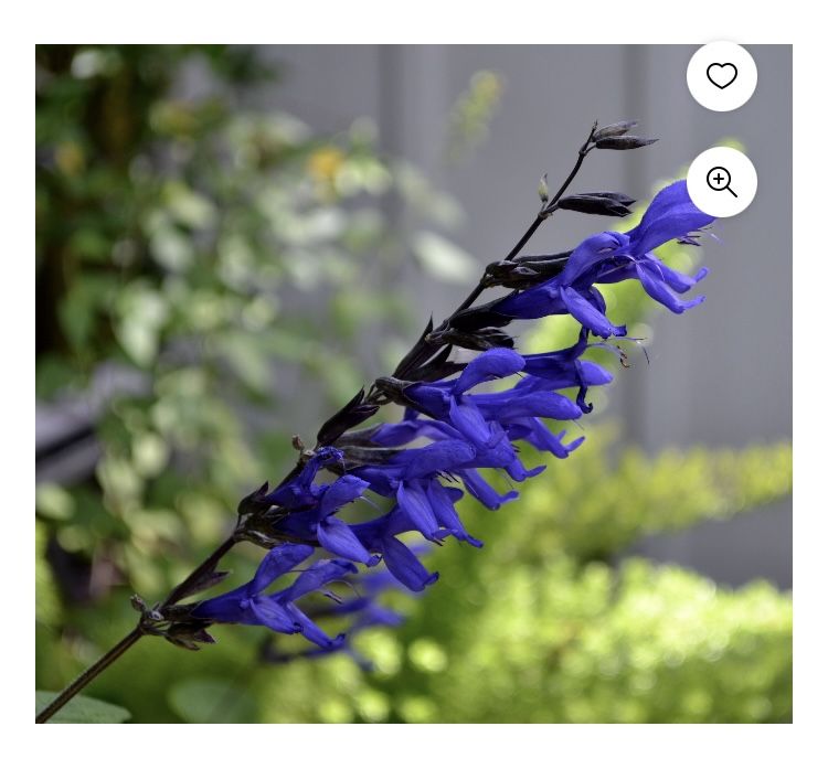 Blue and black salvia, plant perennial, attracts butterflies and hummingbirds