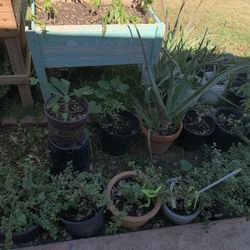 So Many Different Plants Available For Sale Aloe Vera