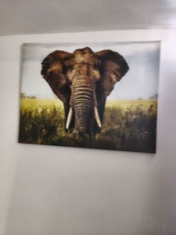 Elephant frame