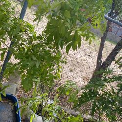 Planta De Esperanza  $20.00 Cada Una 