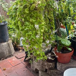 Hermosa Planta Del Dinero  Lista Para Tu Jardín 