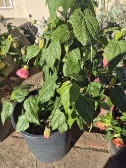 5 GALLON PINK CHINESE LANTERN LIVE PLANT 🪴
