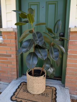 Tall Healthy Rubber Fig Tree
