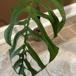 Monstera Esqueleto Plant Rooted Cutting (pls read description)